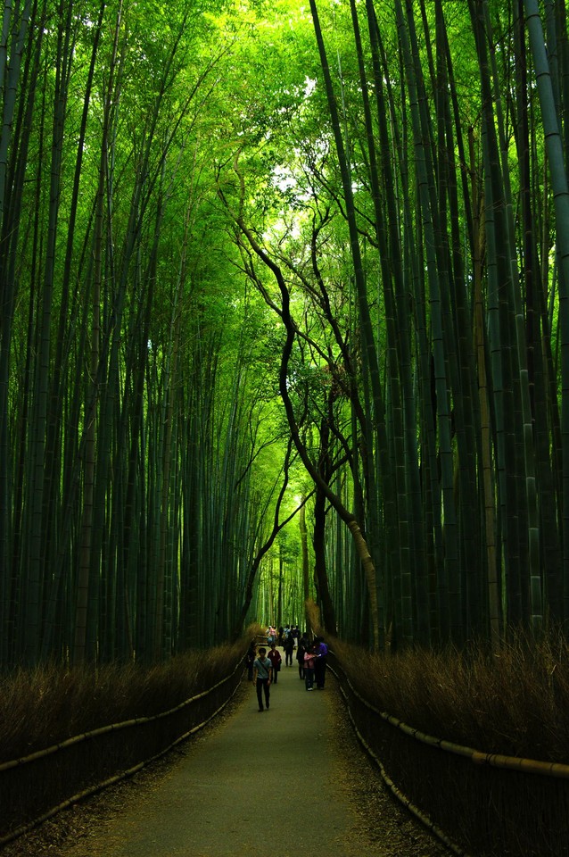 Bamboo-Forests.jpg