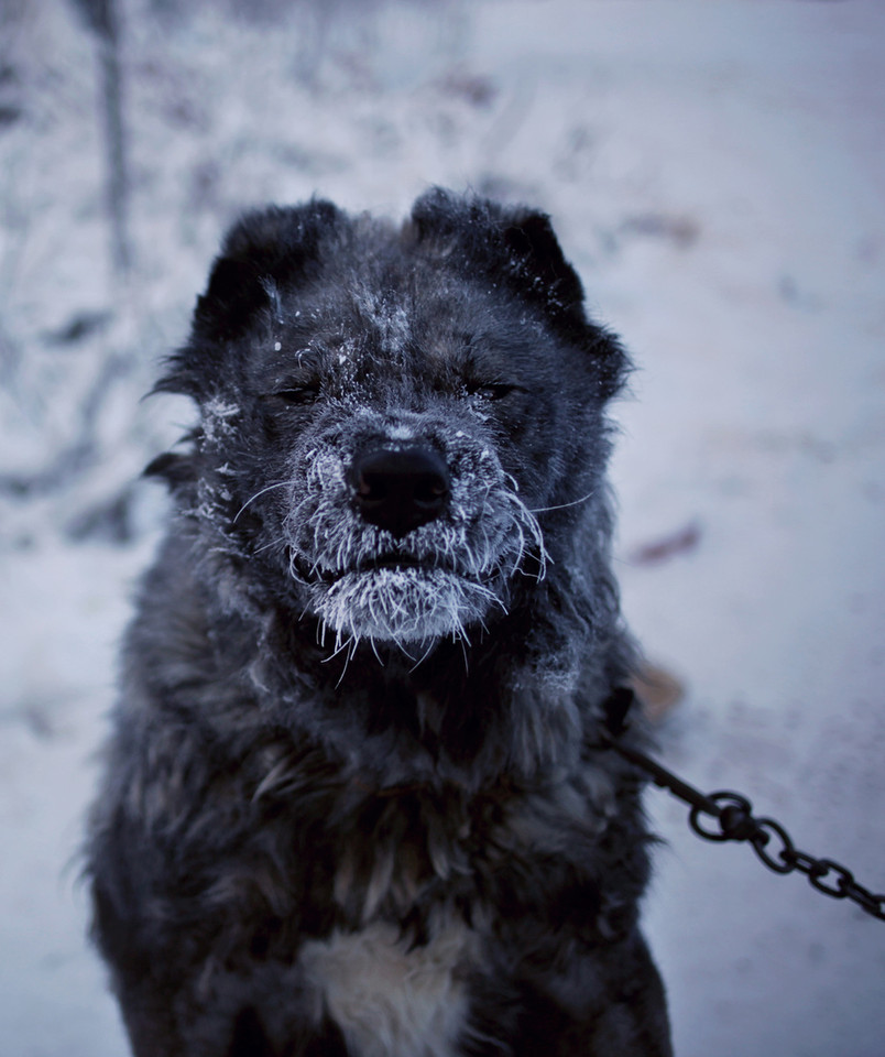 yakutsk-dog-coldest-place.jpg