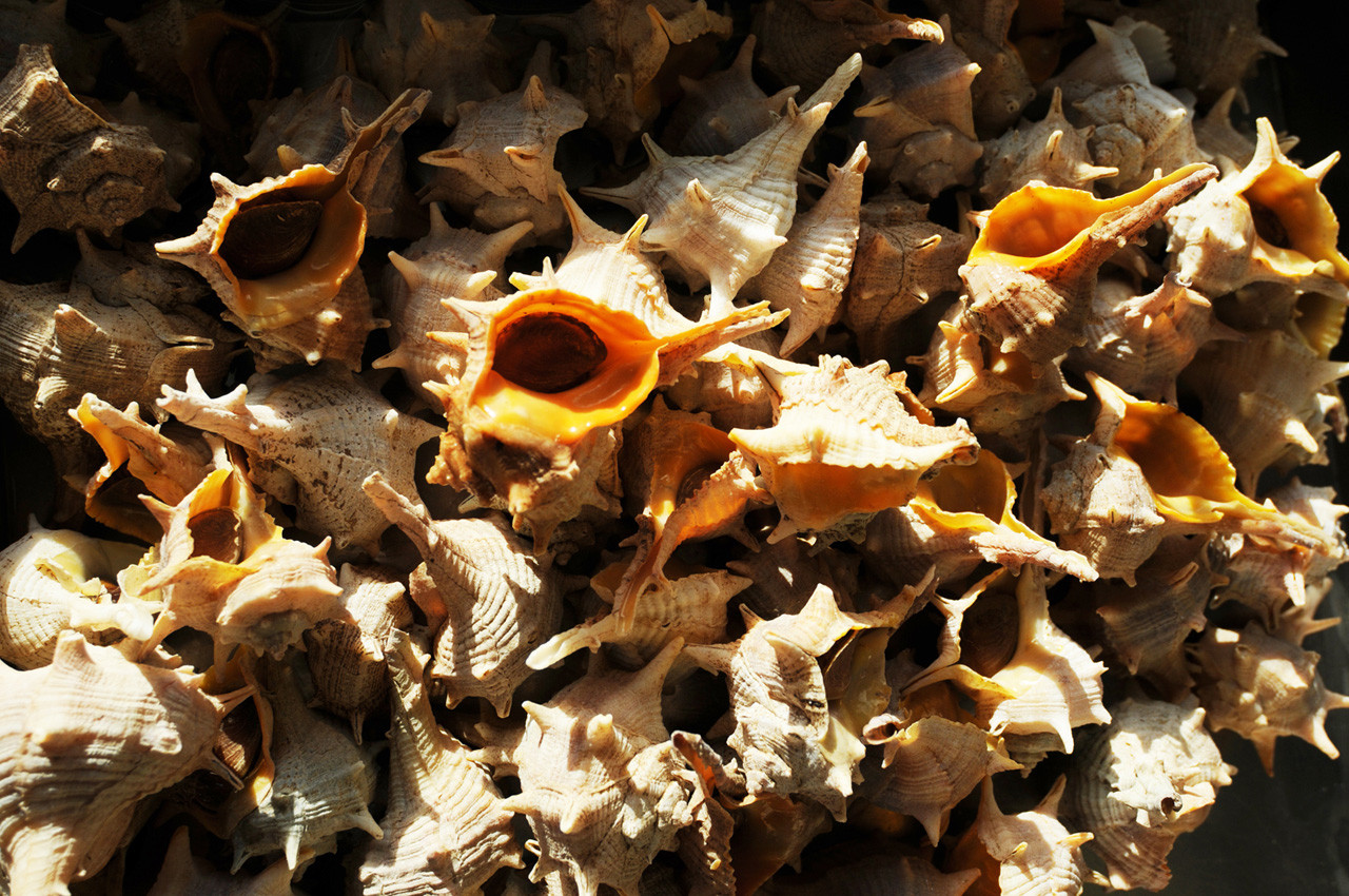 04-Canilhas.jpg