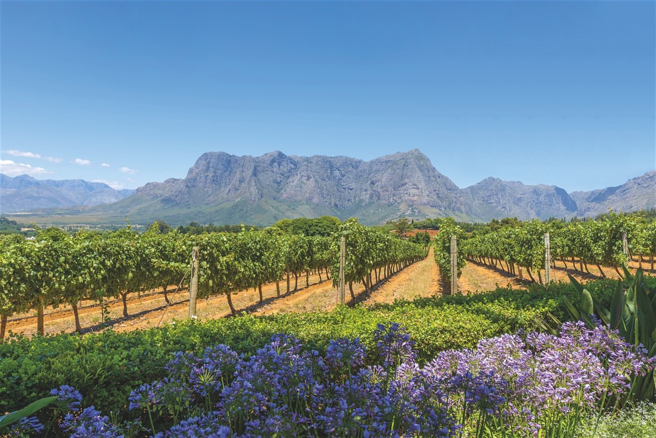 CapeWinelandsSouthAfrica_shutterstock_222527650.jp