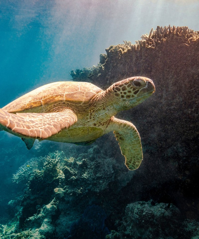 turtle-in-ocean.jpg