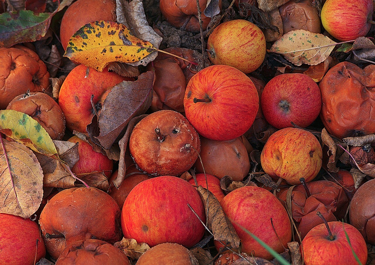 apples-gd0cf00146_1280.jpg