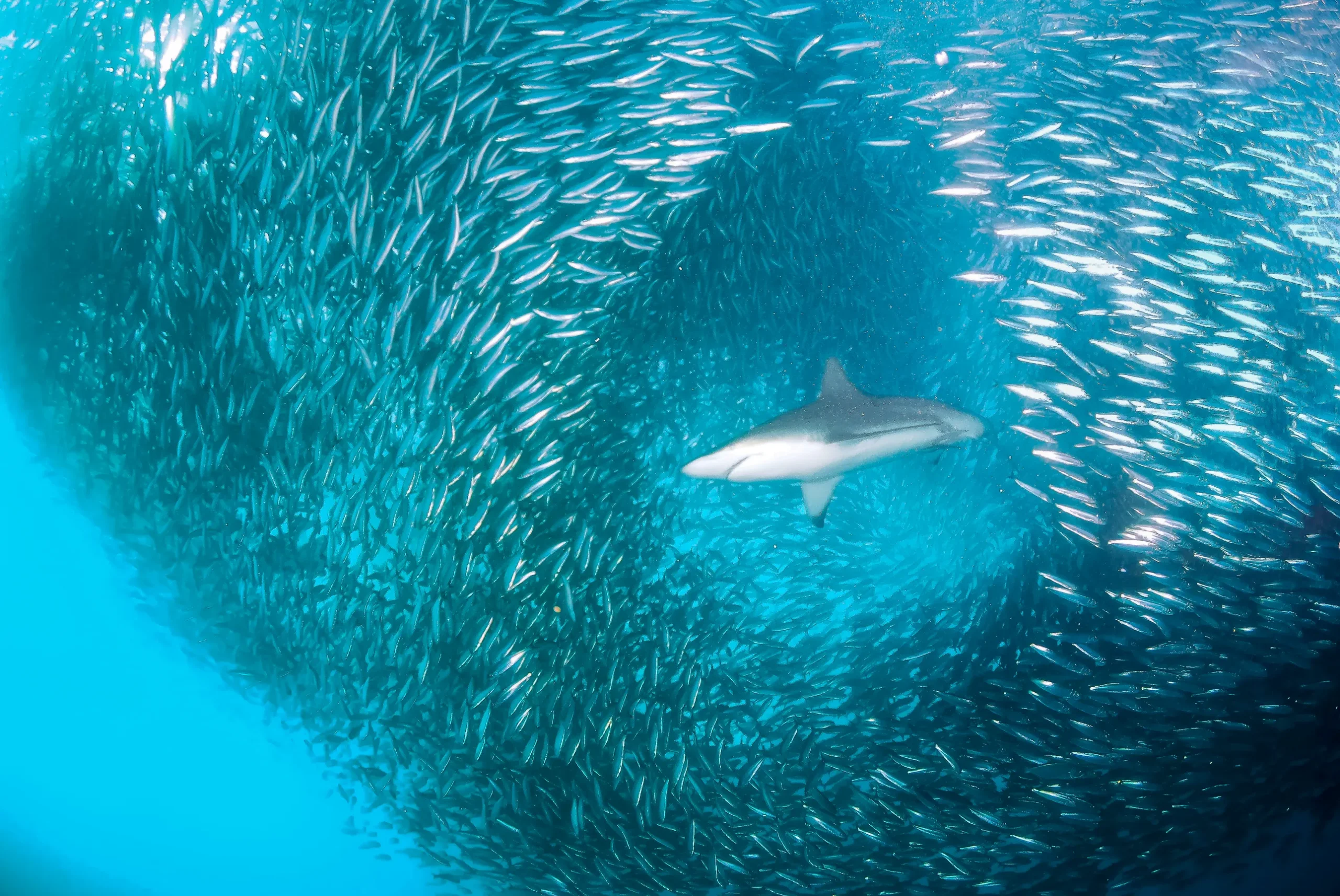 Sardinerun-GettyImages-487115425