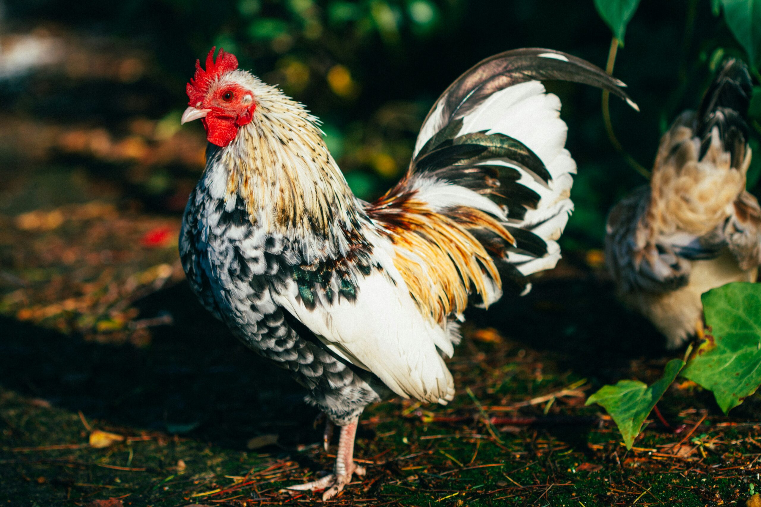 e o que nasceu primeiro: o ovo ou o animal?
